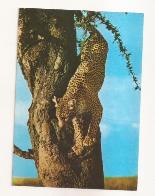 FA63-Carte Postala- CONGO - Gombe, Kinshasa, jump of the Leopard, circulata 1975 foto