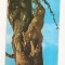 FA63-Carte Postala- CONGO - Gombe, Kinshasa, jump of the Leopard, circulata 1975