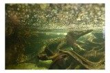 Tablou Canvas, "Crocodilul &icirc;n ad&acirc;ncul junglei acvatice", Crocodil, Subacvatic, Vegetație, Lumină, Apă, Natură, Tufișuri, Ecosistem, Verde, Acvariu., 3