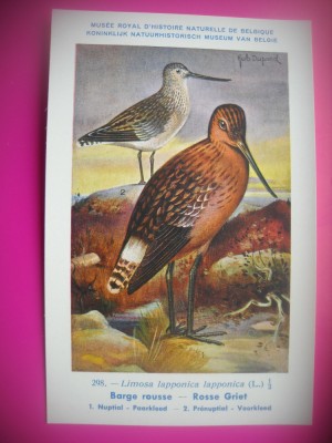 HOPCT 6309 LIMOSA LAPPONICA LAPPONICA -PASARI DE APA -FAUNA EUROPA-CP CHROMO LITHO -MUZEUL REGAL STIINTE NATURALE BELGIA-NECIRCULATA foto