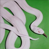Deftones Private Music LP (vinyl)