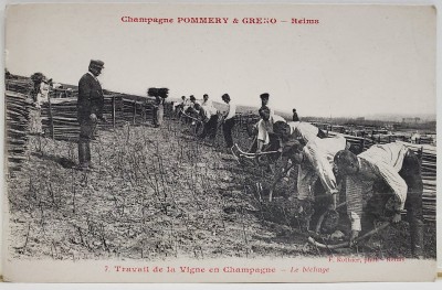 LUCRATORI LA PODGORIE IN CHAMPAGNE , FRANTA , CARTE POSTALA , INCEPUTUL SEC. XX foto