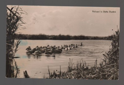 CPIB 19659 CARTE POSTALA - PELICANI IN DELTA DUNARII, RPR foto