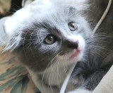Scottish Fold Longhair irezistibili, isi cauta Om