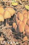 Guyana 1991 - Flora , Ciuperci , Colita , dantelata , MNH , Mi.Bl.143, Nestampilat