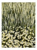 Tablou Canvas Peisaj Vară Flori Gr&acirc;u Natură Frumusețe, 26 x 39 cm, CMCLASS