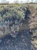 De v&acirc;nzare tufe de Lavanda