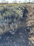 De v&acirc;nzare tufe de Lavanda