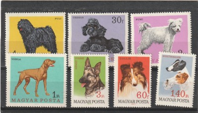 Fauna,,caini de rasa ,Ungaria. foto