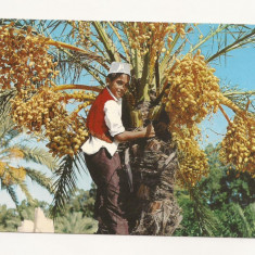 FA23-Carte Postala- LIBIA - Dates Picking, necirculata