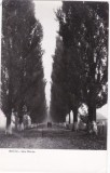 AS - ILUSTRATA 1223, BACAU - SPRE BISTRITA, ANUL 1960