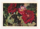 FA72-Carte Postala- RUSIA - Pravda, Roses, necirculata 1965