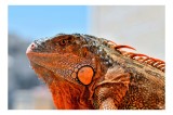 Tablou Canvas, "Iguana privind spre orizontul &icirc;nsorit", Solzi, Iguana, Portocaliu, Detalii, Natură, 39 x 26 cm, CMCLASS
