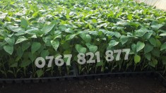 Rasaduri de ardei castraveti rosii / tomate vinete de vanzare 2025