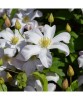Clematis Huldine Ghiveci - 1 litru, Oem