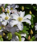 Clematis Huldine Ghiveci - 1 litru, Oem