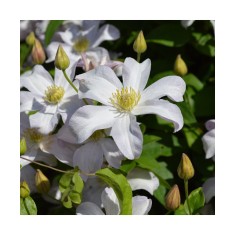 Clematis Huldine Ghiveci - 1 litru