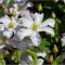 Clematis Huldine Ghiveci - 1 litru