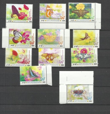 MYANMAR 2024-2025 FAUNA INSECTE FLUTURI foto