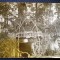 P.393 CP FOTOGRAFIE WWI MILITARI GERMANI