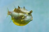 Tablou Canvas, "&Icirc;notătorul cu dungi albastru-verzi", Balon, Dungi, Ochi, Apă, Pește, Exotic, &Icirc;not, Tropice, Aripioare., 39 x 26 cm, CMCLASS