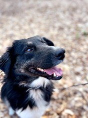 Baietel metis BORDER COLLIE spre adoptie foto