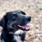 Baietel metis BORDER COLLIE spre adoptie