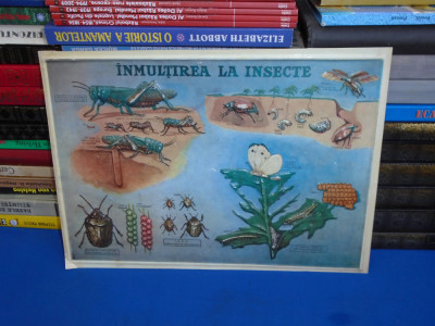 PLANSA DIDACTICA , PERIOADA COMUNISTA : INMULTIREA LA INSECTE foto