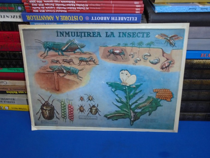 PLANSA DIDACTICA , PERIOADA COMUNISTA : INMULTIREA LA INSECTE