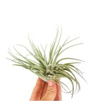 Plantă aeriana, Tillandsia Oaxacana, Medie, 6 x 10 cm, Oem