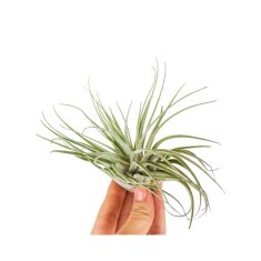Plantă aeriana, Tillandsia Oaxacana, Medie, 6 x 10 cm