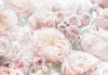 Fototapet 8-976 Trandafiri roz