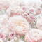 Fototapet 8-976 Trandafiri roz