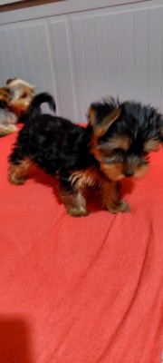 Yorkshire Terrier extra mini toy foto