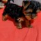 Yorkshire Terrier extra mini toy