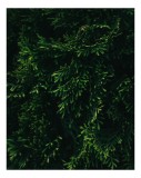 Tablou Canvas, "Frunziș verde &icirc;n lumina dimineții", Verde, Frunziș, Densitate, Natural, Textură, &Icirc;ntunecat, Vegetație, 26 x 39 cm, CMCLASS