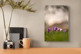Tablou Canvas, "Culorile delicate ale primăverii timpurii", Flori, Violet, Fragilitate, Primăvară, Natură, Iarbă, Bl&acirc;ndețe, &Icirc;nfloresc, Pastel, Peisaj,