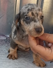 Teckel arlechin, merle, gri, negru foto