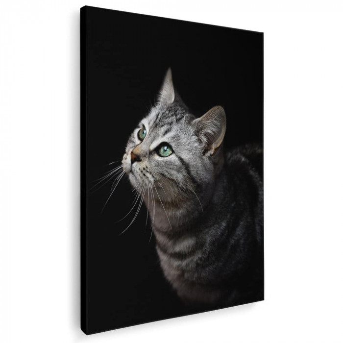Tablou portret profil pisica gri pisici Tablou canvas pe panza CU RAMA 80x120 cm