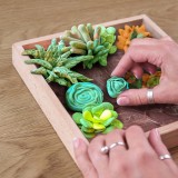 Set creativ - Wood&amp;Craft DIY Succulents - Energy | Okto Clay