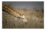 Tablou Canvas, "Girafa &icirc;n sălbăticia africană aridă", Giraffe, Tundra, Feeding, Grazing, Neck, Wildlife, Nature, 39 x 26 cm, CMCLASS