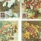 AMS# - SET 4 MAXIME 1979 FLORI LUCHIAN LP. 986