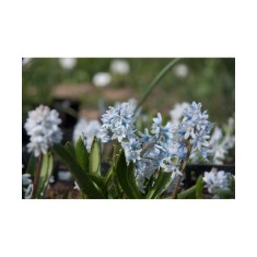 Ghiocei Rusesti Puschkinia, Libanotica, Blue, 6/+, 1 Bulb