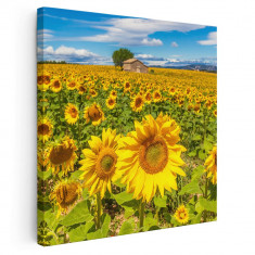 Tablou peisaj floarea soarelui Tablou canvas pe panza CU RAMA 100x100 cm