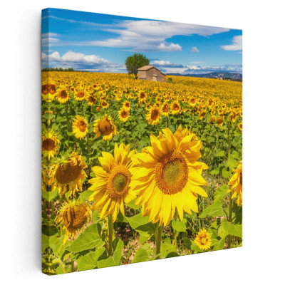Tablou peisaj floarea soarelui Tablou canvas pe panza CU RAMA 80x80 cm foto