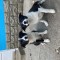 Catei border collie