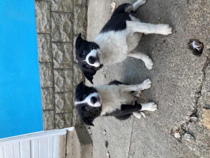 Catei border collie