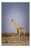 Tablou Canvas, "Giraful plimb&acirc;ndu-se prin savană africană", Girafă, Savana, Arid, Cer, Linie, Elegantă, Liniște, Natură, Peisaj., 26 x 39 cm, CMCLASS