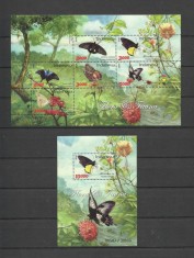 INDONESIA 2016 FAUNA INSECTE FLUTURI foto