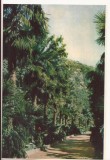 FA74-Carte Postala- UCRAINA - Yalta, Nikitsky Botanical garden, necirculata 1963, Fotografie